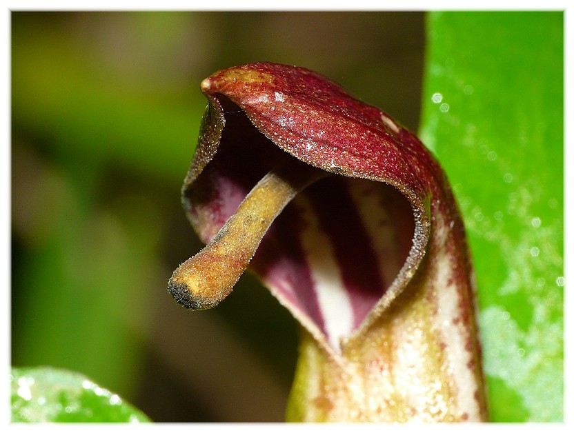 Quiz.....cosa .............??? Arisarum vulgare